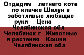 Отдадим 6-летнего кота по кличке Шалун в заботливые,любящие руки. › Цена ­ 10 - Челябинская обл., Челябинск г. Животные и растения » Кошки   . Челябинская обл.